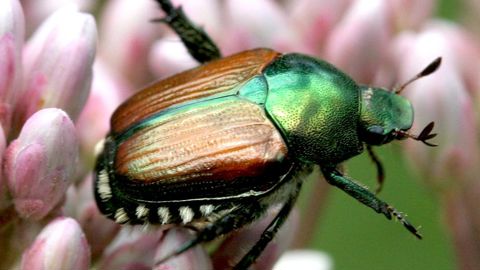 David CAPPAERT, MICHIGAN STATE UNIVERSITY/BUGWOOD.ORG